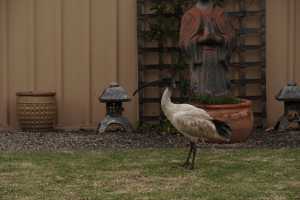 BLACK-HEADED-IBIS (4)
